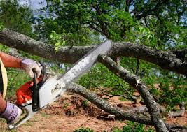 Best Hazardous Tree Removal  in Orland Hls, IL